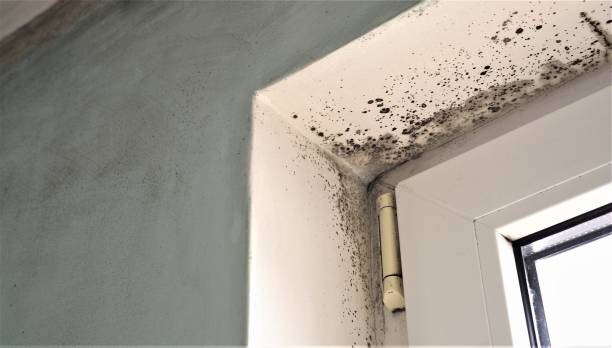 Best Black Mold Removal  in Ault, CO