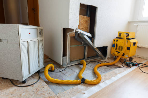 Best Water Damage & Mold Remediation  in Ault, CO