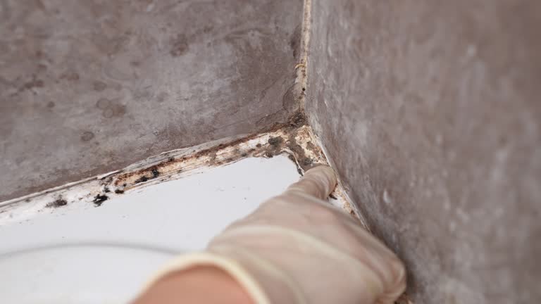 Best Air Quality Testing for Mold Spores  in Ault, CO